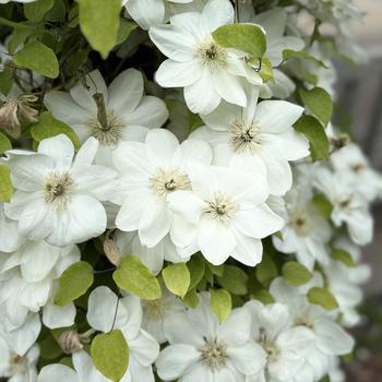 Clematis 'Guernsey Cream' 