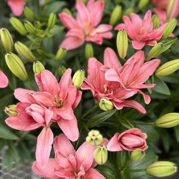 Lilium 'Pura Desierto' 