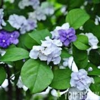 Brunfelsia pauciflora