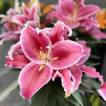 Lilium 'After Eight' (300516)