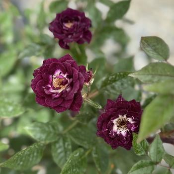 Rosa 'Diamond Eyes™' 