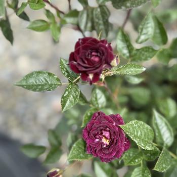 Rosa 'Diamond Eyes™' (300518)