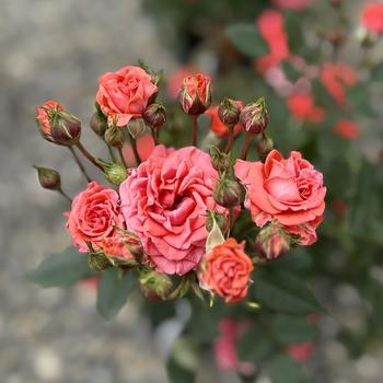 Rosa Sunblaze® '' (300520)