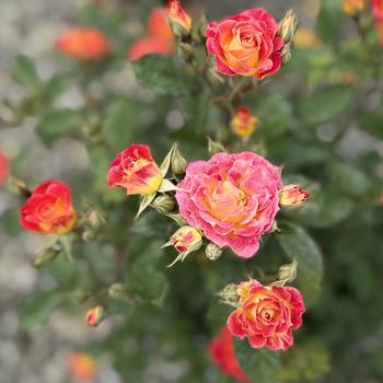 Rosa 'Tiddly Winks™' 