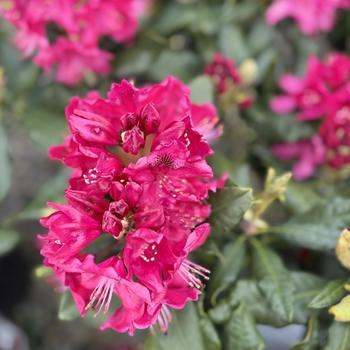 Rhododendron 'Nova Zembla' 