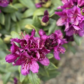 Rhododendron 'Polar Night ('Polarnacht')' 