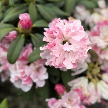 Rhododendron 'Yaku Prince' (300529)