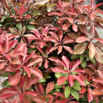Pieris japonica 'Mountain Fire' 