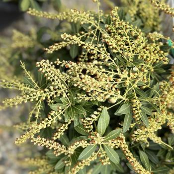 Pieris japonica 'Cavatine' 