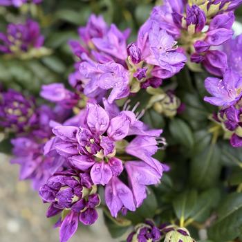 Rhododendron catawbiense 'Purpureum Elegans' 