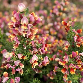 Cytisus scoparius 'Sister Redhead®' (300535)