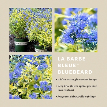 Caryopteris 'SMCIPG' PP18082P2