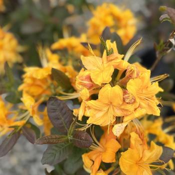 Rhododendron Exbury hybrid 'Klondyke' 