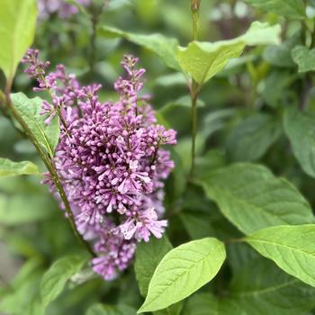 Syringa x prestoniae 'Minuet'