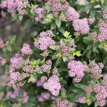 Spiraea Poprocks® 'Petite'