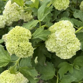 Viburnum opulus 'Roseum' (300546)