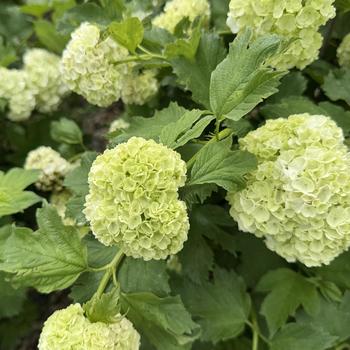 Viburnum opulus 'Roseum' 'Sterile'