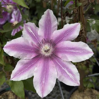 Clematis 'Carnaby' 