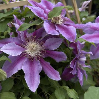 Clematis 'Doctor Ruppel' 