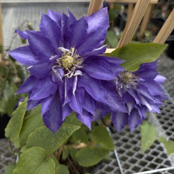 Clematis 'Daniel Deronda' 