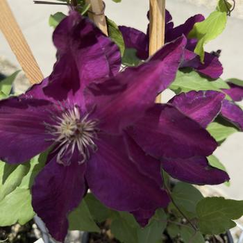 Clematis 'Westerplatte' 