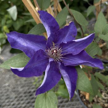 Clematis 'The President'