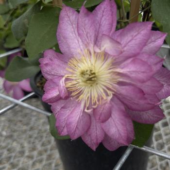Clematis 'Asao' (300560)