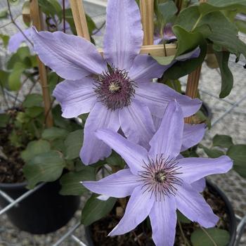 Clematis 'Blue Ravine' 
