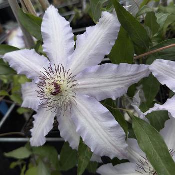 Clematis 'Claire de Lune' 