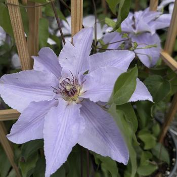 Clematis 'Deborah Dahl' 