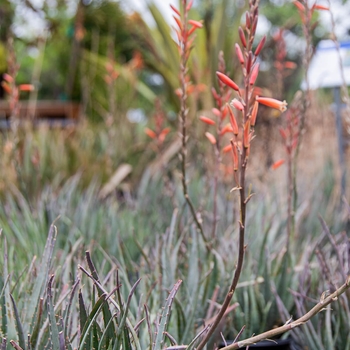 Aloe 'Blue Elf' 