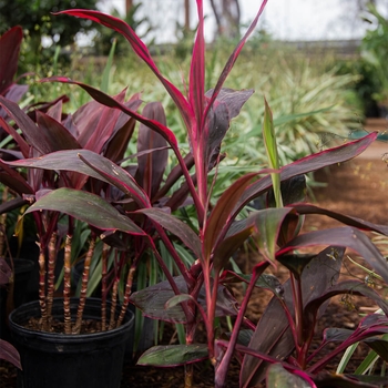 Cordyline fruticosa