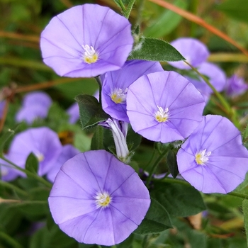 Convolvulus sabatius 'Early Blue' 