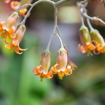 Cotyledon orbiculata var. oblonga 'Flavida' 