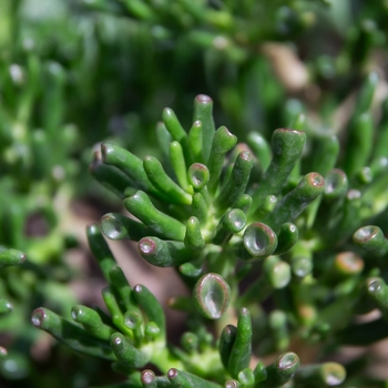 Crassula ovata 'Gollum' 