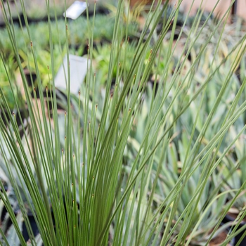 Dasylirion longissimum