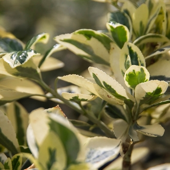 Euonymus japonica 'Silver Queen' 