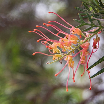 Grevillea 'Mason's Hybrid' 