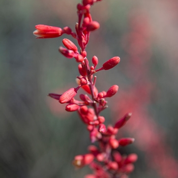 Hesperaloe parviflora 'Perpa' PP21729