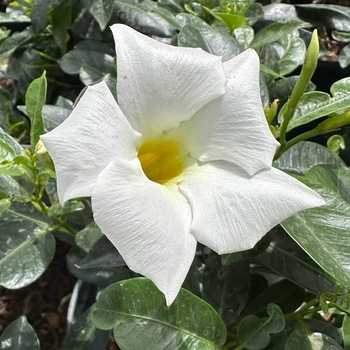 Mandevilla splendens