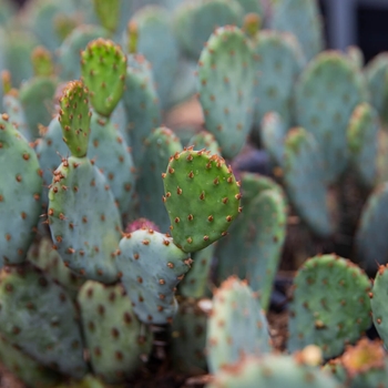 Opuntia x basilaris 'Baby Rita' 