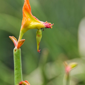 Pedilanthus macrocarpus