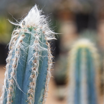 Pilosocereus azureus