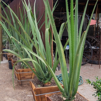 Furcraea macdougalii