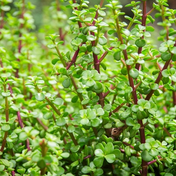 Portulacaria afra
