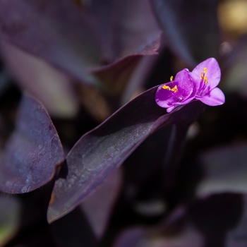 Tradescantia pallida 'Purpurea' 