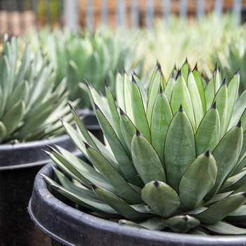 Agave 'Blue Emperor' 