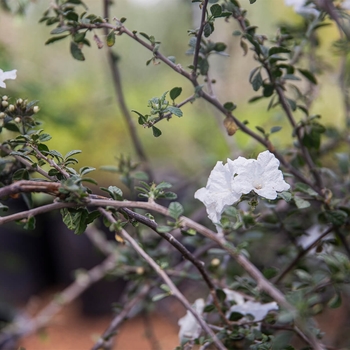 Cordia parvifolia