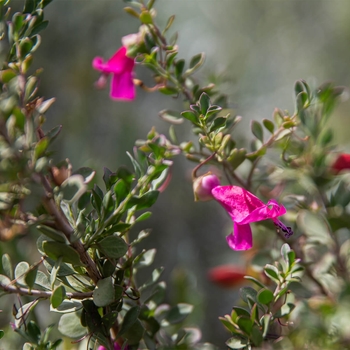 Eremophila maculata 'Valentine®' PP19201P2