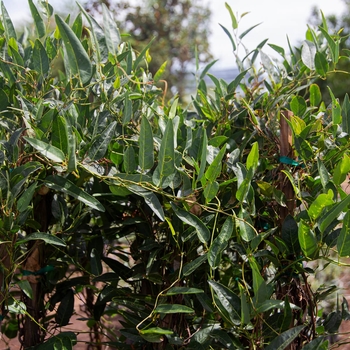 Hardenbergia violacea